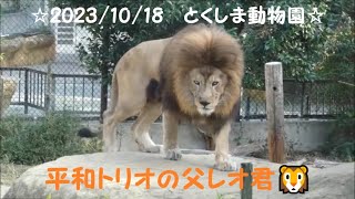 2023/10/18🐾とくしま動物園🐾平和トリオの父レオ君🦁