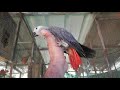 temed african grey ഇണങ്ങിയ ആഫ്രിക്കൻ ഗ്രേ പാരറ്റ് golden qviary aneesh uppada shorts