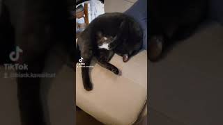 【面白い😂】ぺろぺろcat funny grooming🐈♥️ #猫 #癒し #cat #猫動画 #short #shorts #ねこ #ネコ #funny #funnyvideo #面白い #可愛い