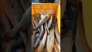 Datina fish # ghol fish #seafood #fishing