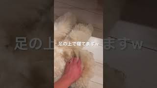 飼い主の足の上で寝ちゃった大型犬w#大型犬 #ゴールデンドゥードル #犬のいる暮らし