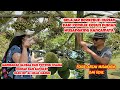 Learning from Musangking Rancamaya Durian Farm Owner|Focus Musangking & OCHE| Profit Potential