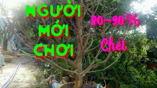 LP381. Trồng phôi mai giao lưu qua mạng lưu ý cho người mới chơi /Chăm sóc mai vàng.