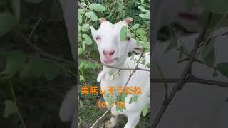 葉っぱをむさぼる子やぎ。　　　#shorts #animals