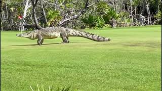 Huge Crocodile Strolls on Golf Course in Mexico - 1210481