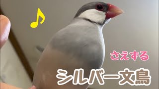 さえずりが上手くなったシルバー文鳥のセサミ