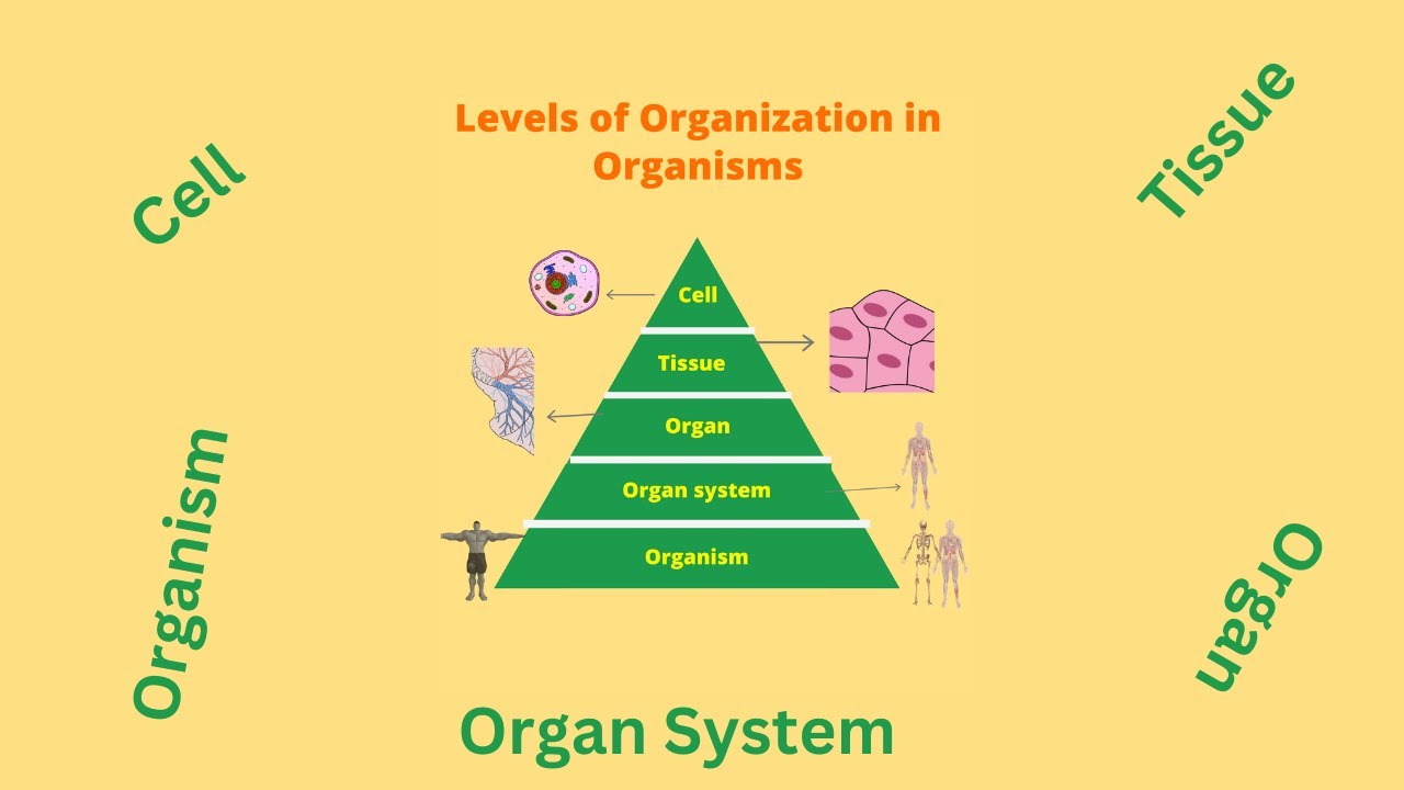 Organization Of Organisms Solved What Is The Correct Order Of The