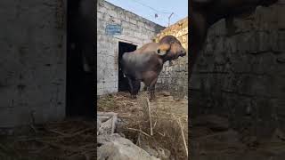 badal / jafrabadi big buffalo bull | Gir gay | #girgay #shorts  #bigest bull #short #shortvideo |