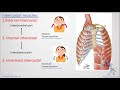 Respiratory system module - Anatomy of the thoracic wall part 2 (concept 4)