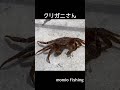 クリガニ釣れちゃう shorts 北海道釣り カニ リリース