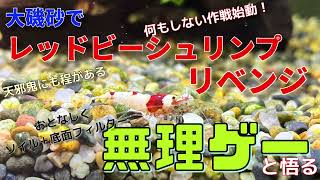 大磯砂でレッドビーシュリンプ　リベンジ　何もしない作戦始動