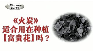 富贵花 | 沙漠玫瑰 火炭适合用在种植富贵花吗？烂根的原因