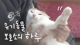 입양안하고 강아지,고양이 엄마되는 법 (유기동물 보호소 봉사 VLOG)