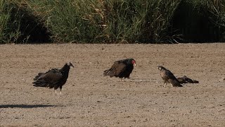 Peregrine Falcon vs Vultures