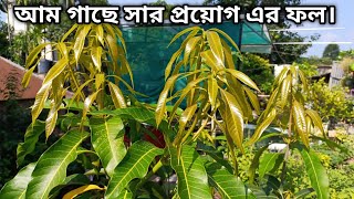 আম গাছে সার প্রয়োগ করার ফলাফল দেখুন ।  use fertilizer for mango plants | gardening tips and tricks