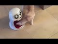 try not to laugh cats and dogs videos 😺🐶 best of the 2024 funny animal videos 😁