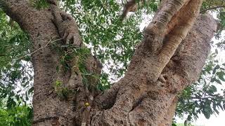 100 years Banyan Tree - நூறு வருட ஆலமரம்