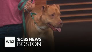 Shy but sweet dogs looking for forever homes through Second Chance Animal Services