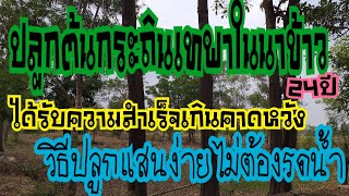 🌳ปลูกต้นกระถินเทพาในนาข้าว ปลูกแบบไหนไม่ต้องรดน้ำ🌳