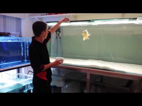 feeding peacock bass