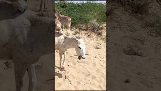 Donkey power of chaba #shortsfeed #viralvideos