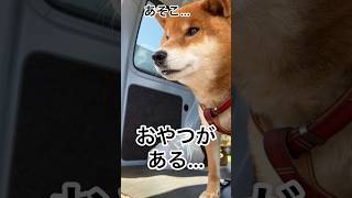 ’24.4.16 力丸は知っている…おやつが有る場所を… #柴犬 #柴犬のいる暮らし #柴犬の日常 #おやつ #ちょうだい #カメラ目線 #力丸