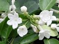 HOW TO GROW AND CARE FOR  HOUSE PLANTS - STEPHANOTIS FLORIBUNDA