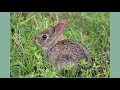 species spotlight eastern cottontail