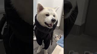 #akitainu 雨の日のお散歩で片耳が行方不明な秋田犬