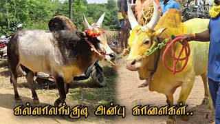 கல்லாலங்குடி அன்பு காளைகள்|@Pattavanjallikattu