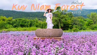 Kuv Niam Forest - กู๊เนียร์ ฟอร์เรส  #เชียงใหม่ #สวนดอกมากาเร็ต ที่ใหญ่ที่สุดในเชียงใหม่