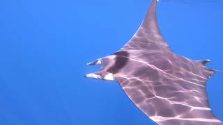 Freediving with a Manta in Croatia