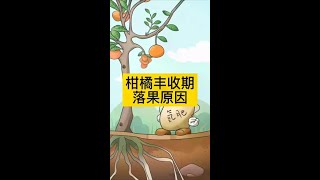 丰收期的柑橘落果，竟然是因为它#科技 #科普 #农业 #三农