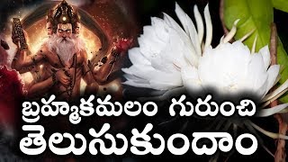 బ్రహ్మకమలం గురుంచి తెలుసుకుందాం || story of Brahma Kamal || Interesting Facts