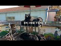 세종 베어트리파크 ㅣ 곰 먹이주기 체험