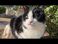 バラ園で日向ぼっこ中の白黒くん。black and white cat sunbathing in the rose garden.