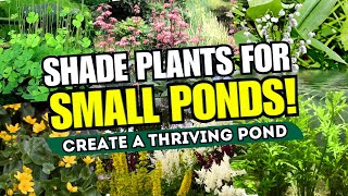 TOP 10 SHADE PLANTS FOR SMALL PONDS! 💧 Transform Your Pond into a Lush Oasis 🌿