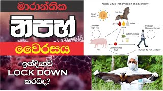 What is nipah virus - නිපහ් වෛරසය යලිත් හිස ඔසවයි Nipah virus sinhala