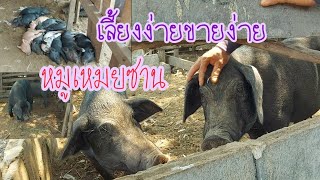 หมูเหมยซานลูกผสมเลี้ยงง่าย ลูกดก ราคาดีขายง่าย