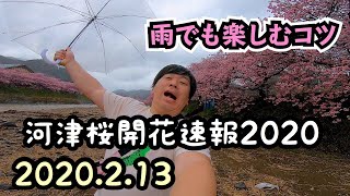 [河津桜速報]2020年2月13日 雨でも楽しむコツ 河津町[モトブログ]河津町 kawazu ツーリング 伊豆 開花