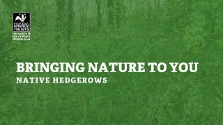 Bringing nature to you - native hedgerows