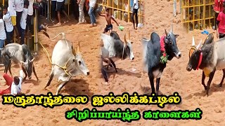 மருதாந்தலை ஜல்லிக்கட்டில் சீறிப்பாய்ந்த காளைகள் 😈💥😈//Jallikattu Videos//Jallikattu2023//Jallikattu