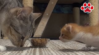 子猫まや、5回目の猫部屋訪問。食事の勉強【瀬戸のまや日記】Cute kitten Maya's 5th visit to the cats room.Studying how to eat.