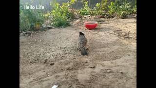 All the birds are eating and drinking in their turn...