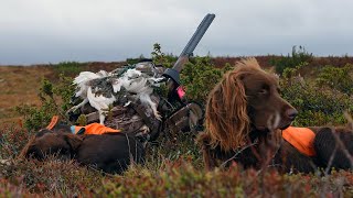 Ripjakt med vorsteh. September 2022 | Grouse hunting in Sweden. German Pointers