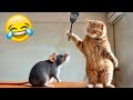 Cute and Funny Pet Moments Caught on Camera 🤣 Best Funniest Catss Video 2024 😻😂