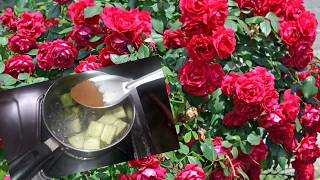 Rose செடியில் நிறைய பூக்கள் பூக்க tips