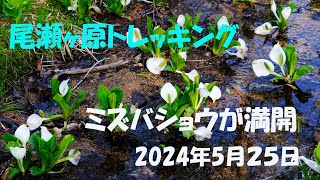 尾瀬ヶ原トレッキング～４K動画で見る2024年5月25日の尾瀬～