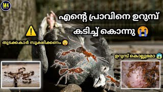 ഉറുമ്പുകൾ പ്രാവിനെ കൊന്ന് കളഞ്ഞു 😭 |The ants killed the pigeon | M4malayali|