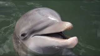 Un delfín como excusa y un muerto como moneda de cambio | La Que Se Avecina 2026 REVISAR